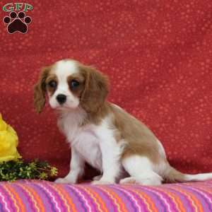 Orange, Cavalier King Charles Spaniel Puppy
